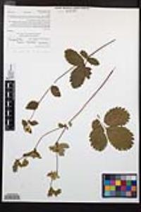 Drymocallis glandulosa var. glandulosa image