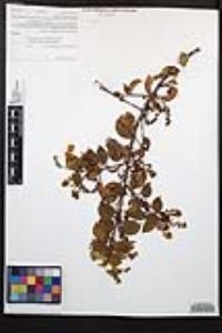 Prunus ilicifolia subsp. ilicifolia image