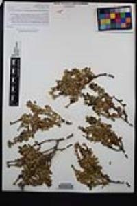 Ericameria cuneata var. macrocephala image