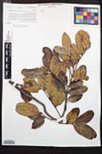 Cupaniopsis anacardioides image