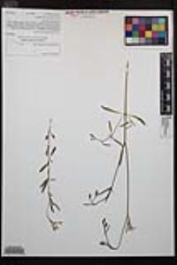 Clarkia similis image
