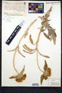 Phlomis fruticosa image