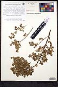 Prostanthera rotundifolia image