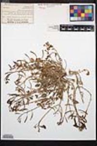 Chylismia claviformis subsp. claviformis image