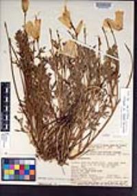 Eschscholzia lemmonii subsp. kernensis image