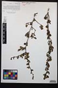 Cercocarpus minutiflorus image