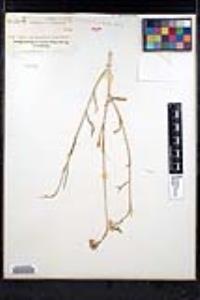 Schoenocrambe linearifolia image