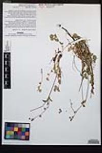 Drymocallis cuneifolia var. cuneifolia image