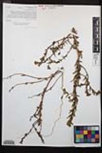 Camissoniopsis lewisii image