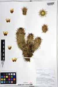 Mammillaria dioica image