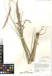 Eriocoma parishii subsp. parishii image