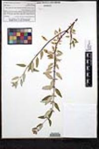 Monardella hypoleuca subsp. hypoleuca image