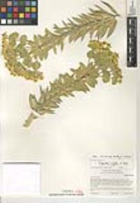 Euphorbia rigida image