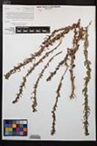 Camissoniopsis hirtella image