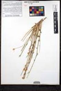 Monardella robisonii image