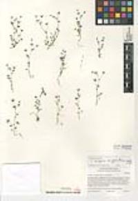 Trifolium variegatum var. geminiflorum image