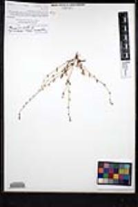 Plagiobothrys collinus var. gracilis image