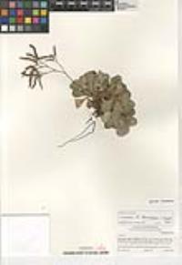 Limonium duriusculum image