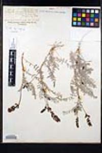 Astragalus palmeri image