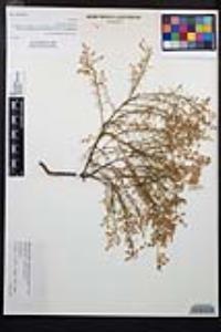 Adenostoma sparsifolium image