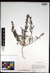 Camissoniopsis robusta image