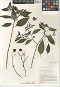 Solanum rantonnetii image