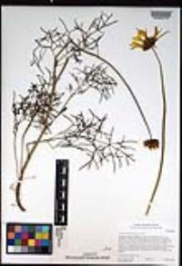 Coreopsis maritima image