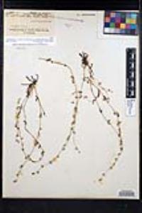 Plagiobothrys acanthocarpus image