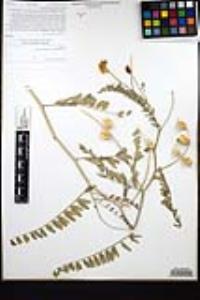 Astragalus oocarpus image