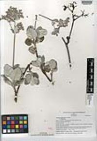 Eriogonum giganteum var. giganteum image