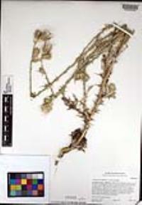 Carduus pycnocephalus subsp. pycnocephalus image