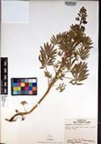 Lupinus guadalupensis image