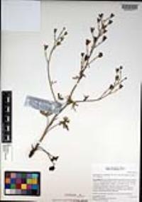 Delphinium variegatum subsp. kinkiense image
