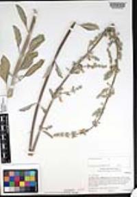 Salvia apiana image