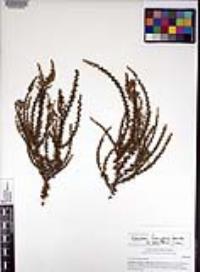 Adenostoma fasciculatum var. obtusifolium image