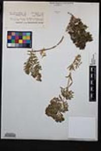 Galium catalinense subsp. acrispum image
