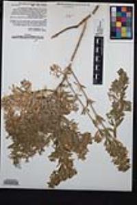 Galium catalinense subsp. acrispum image