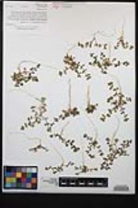 Polycarpon tetraphyllum var. tetraphyllum image