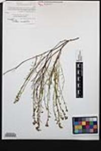 Crocanthemum scoparium var. scoparium image