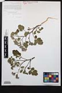 Phacelia pedicellata image