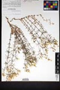 Leptosiphon floribundum subsp. glaber image