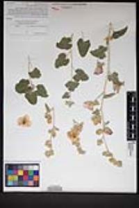 Sphaeralcea ambigua subsp. rugosa image