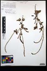Verbena lasiostachys var. lasiostachys image