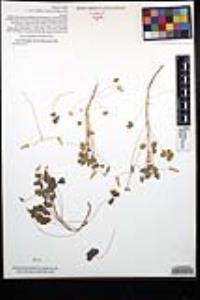 Oxalis albicans subsp. californica image