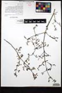 Galium angustifolium subsp. angustifolium image