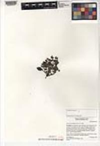 Phacelia rotundifolia image