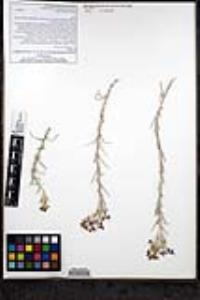 Eriastrum densifolium subsp. sanctorum image
