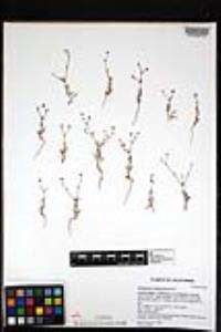 Eriogonum angulosum image