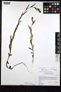 Madia gracilis image