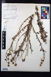 Erigeron delphinifolius subsp. neomexicanus image